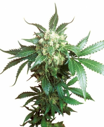 Black Domina cannabis plants in bloom, grown from Feminised seeds – ideal for home cultivation from Sensi Seeds