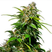 California Indica cannabis plants in bloom, grown from Regular seeds – ideal for home cultivation from Sensi Seeds