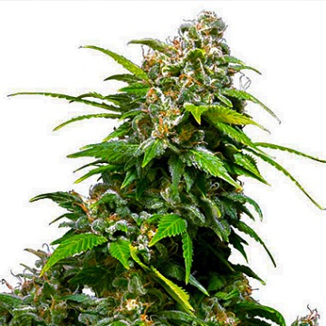 California Indica cannabis plants in bloom, grown from Regular seeds – ideal for home cultivation from Sensi Seeds