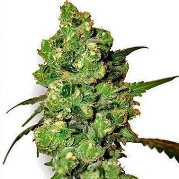 Durban cannabis plants in bloom, grown from Regular seeds – ideal for home cultivation from Sensi Seeds