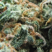 Early Girl cannabis plants in bloom, grown from Regular seeds – ideal for home cultivation from Sensi Seeds