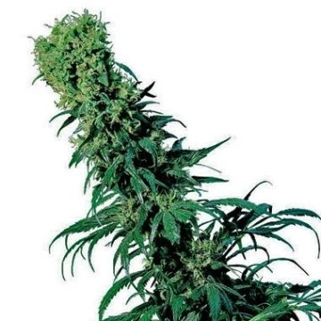 Early Pearl cannabis plants in bloom, grown from Regular seeds – ideal for home cultivation from Sensi Seeds