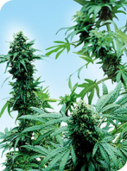 Early Skunk cannabis plants in bloom, grown from Regular seeds – ideal for home cultivation from Sensi Seeds