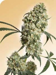 Ed Rosenthal Superbud cannabis plants in bloom, grown from Regular seeds – ideal for home cultivation from Sensi Seeds