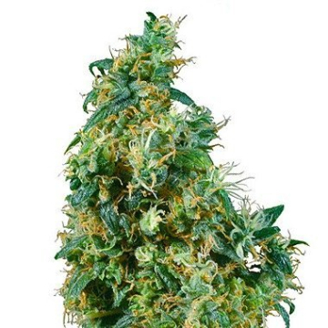 First Lady cannabis plants in bloom, grown from Regular seeds – ideal for home cultivation from Sensi Seeds