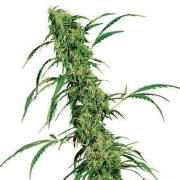 Fruity Juice cannabis plants in bloom, grown from Regular seeds – ideal for home cultivation from Sensi Seeds