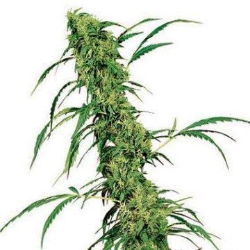 Fruity Juice cannabis plants in bloom, grown from Regular seeds – ideal for home cultivation from Sensi Seeds