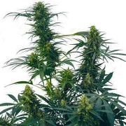 Guerilla's Gusto cannabis plants in bloom, grown from Regular seeds – ideal for home cultivation from Sensi Seeds