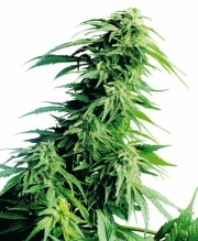 Hindu Kush cannabis plants in bloom, grown from Feminized seeds – ideal for home cultivation from Sensi Seeds