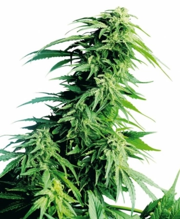 Hindu Kush cannabis plants in bloom, grown from Feminized seeds – ideal for home cultivation from Sensi Seeds