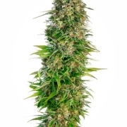 Hindu Kush Auto cannabis plants in bloom, grown from Automatic seeds – ideal for home cultivation from Sensi Seeds