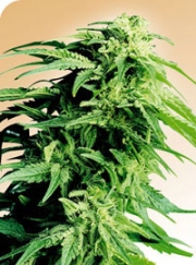 Hindu Kush cannabis plants in bloom, grown from Regular seeds – ideal for home cultivation from Sensi Seeds