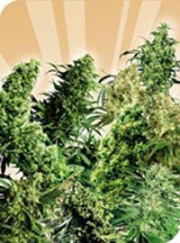 Indoor Mix cannabis plants in bloom, grown from Regular seeds – ideal for home cultivation from Sensi Seeds