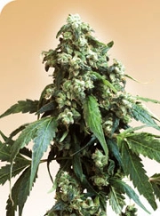 Jack Flash cannabis plants in bloom, grown from Regular seeds – ideal for home cultivation from Sensi Seeds