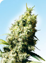Jamaican Pearl cannabis plants in bloom, grown from Regular seeds – ideal for home cultivation from Sensi Seeds