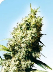 Jamaican Pearl cannabis plants in bloom, grown from Regular seeds – ideal for home cultivation from Sensi Seeds