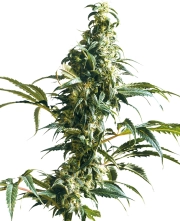Mexican Sativa cannabis plants in bloom, grown from Feminized seeds – ideal for home cultivation from Sensi Seeds