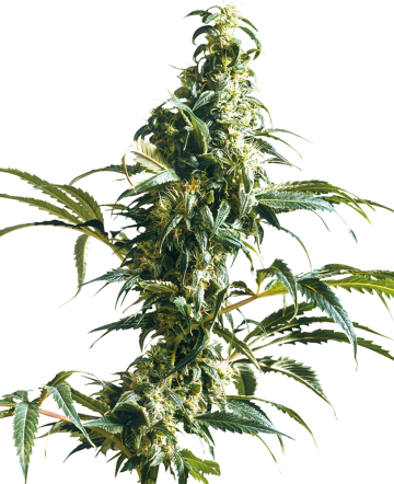 Mexican Sativa cannabis plants in bloom, grown from Feminised seeds – ideal for home cultivation from Sensi Seeds