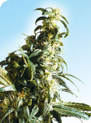 Mexican Sativa cannabis plants in bloom, grown from Regular seeds – ideal for home cultivation from Sensi Seeds