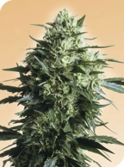 Mother's Finest cannabis plants in bloom, grown from Regular seeds – ideal for home cultivation from Sensi Seeds
