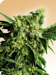 Mr Nice G13 x Hash Plant cannabis plants in bloom, grown from Regular seeds – ideal for home cultivation from Sensi Seeds