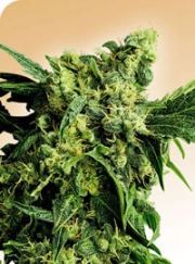 Mr Nice G13 x Hash Plant cannabis plants in bloom, grown from Regular seeds – ideal for home cultivation from Sensi Seeds