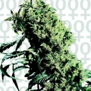 Northern Lights 5 x Haze cannabis plants in bloom, grown from Feminized seeds – ideal for home cultivation from Sensi Seeds