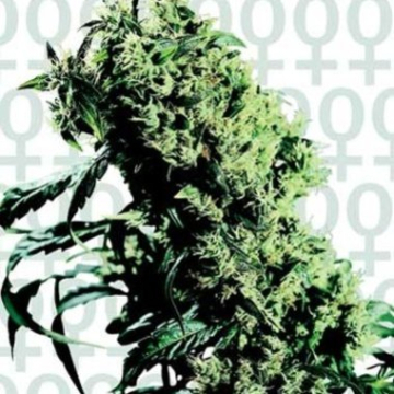 Northern Lights 5 x Haze cannabis plants in bloom, grown from Feminised seeds – ideal for home cultivation from Sensi Seeds