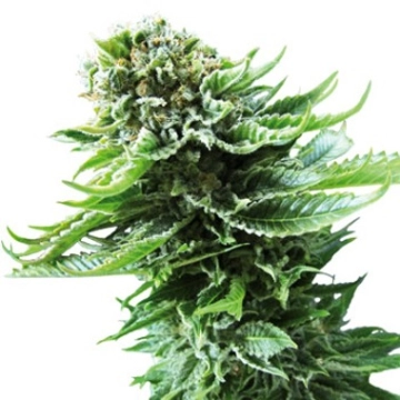 Northern Lights Auto cannabis plants in bloom, grown from Automatic seeds – ideal for home cultivation from Sensi Seeds