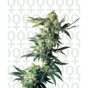 Northern Lights cannabis plants in bloom, grown from Feminized seeds – ideal for home cultivation from Sensi Seeds
