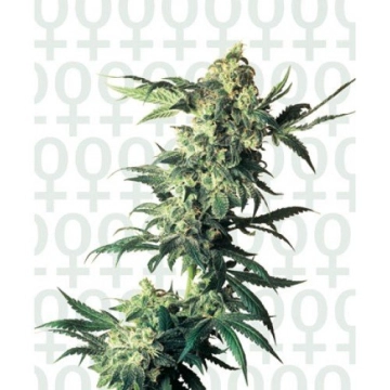 Northern Lights cannabis plants in bloom, grown from Feminized seeds – ideal for home cultivation from Sensi Seeds