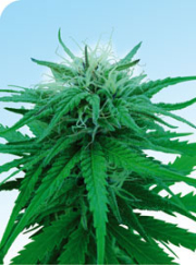 Ruderalis Indica cannabis plants in bloom, grown from Regular seeds – ideal for home cultivation from Sensi Seeds