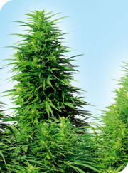 Ruderalis Skunk cannabis plants in bloom, grown from Regular seeds – ideal for home cultivation from Sensi Seeds