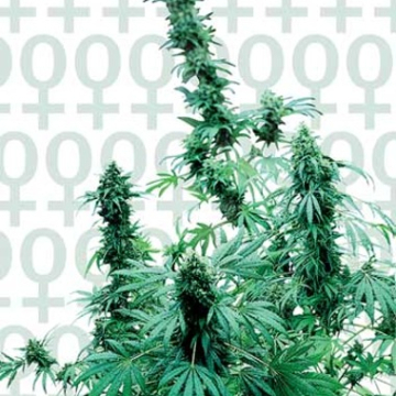 Sensi Early Skunk cannabis plants in bloom, grown from Feminised seeds – ideal for home cultivation from Sensi Seeds