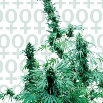 Sensi Early Skunk cannabis plants in bloom, grown from Feminized seeds – ideal for home cultivation from Sensi Seeds