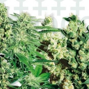 Sensi Feminized Mix cannabis plants in bloom, grown from Feminized seeds – ideal for home cultivation from Sensi Seeds