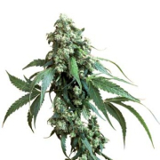 Sensi Jack Flash #5 cannabis plants in bloom, grown from Feminized seeds – ideal for home cultivation from Sensi Seeds