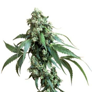 Sensi Jack Flash #5 cannabis plants in bloom, grown from Feminised seeds – ideal for home cultivation from Sensi Seeds