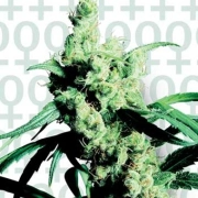 Sensi Silver Haze #9 cannabis plants in bloom, grown from Feminized seeds – ideal for home cultivation from Sensi Seeds
