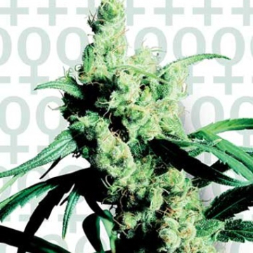 Sensi Silver Haze #9 cannabis plants in bloom, grown from Feminised seeds – ideal for home cultivation from Sensi Seeds