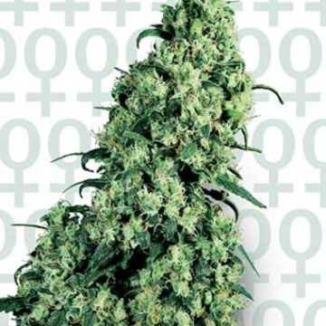 Sensi Skunk #1 cannabis plants in bloom, grown from Feminized seeds – ideal for home cultivation from Sensi Seeds