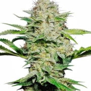 Sensi Skunk Auto cannabis plants in bloom, grown from Automatic seeds – ideal for home cultivation from Sensi Seeds
