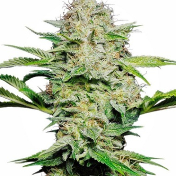 Sensi Skunk Auto cannabis plants in bloom, grown from Automatic seeds – ideal for home cultivation from Sensi Seeds