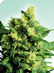 Shiva Shanti II cannabis plants in bloom, grown from Regular seeds – ideal for home cultivation from Sensi Seeds
