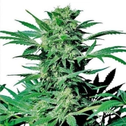 Shiva Skunk cannabis plants in bloom, grown from Feminized seeds – ideal for home cultivation from Sensi Seeds
