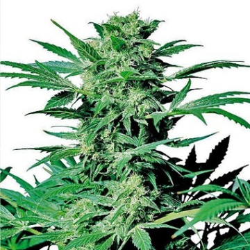Shiva Skunk cannabis plants in bloom, grown from Feminised seeds – ideal for home cultivation from Sensi Seeds