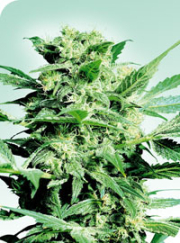 Shiva Skunk cannabis plants in bloom, grown from Regular seeds – ideal for home cultivation from Sensi Seeds