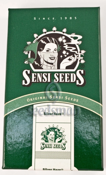 Silver Haze cannabis plants in bloom, grown from Regular seeds – ideal for home cultivation from Sensi Seeds