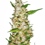 Skunk #1 Auto cannabis plants in bloom, grown from Automatic seeds – ideal for home cultivation from Sensi Seeds