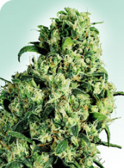 Skunk #1 cannabis plants in bloom, grown from Regular seeds – ideal for home cultivation from Sensi Seeds